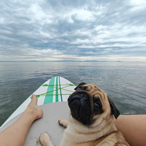 Мопс Моня мореход