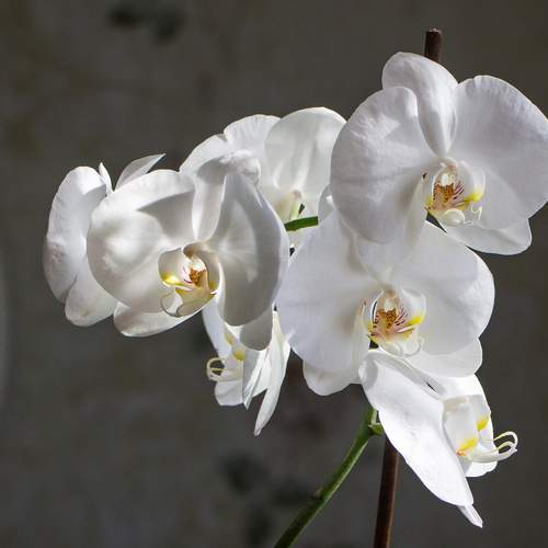 Photo #12509588