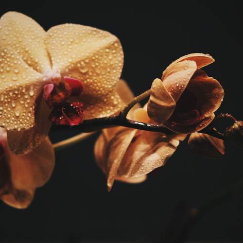 Photo #12509653