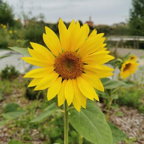 Photo #12509765