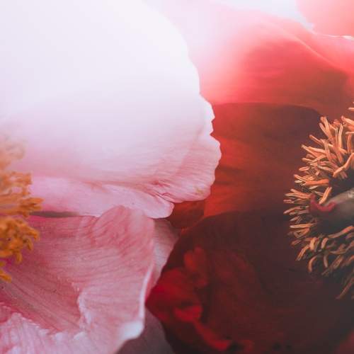 Photo #12510007