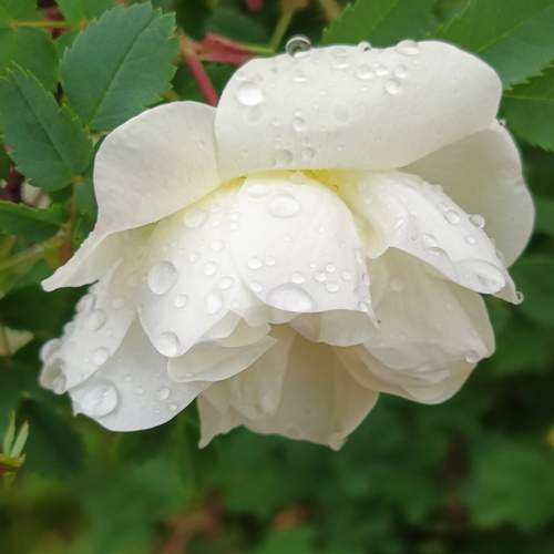Photo #12510366