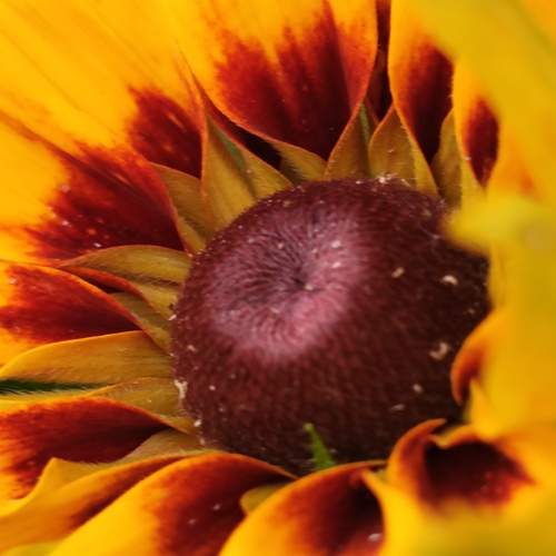 Photo #12510427