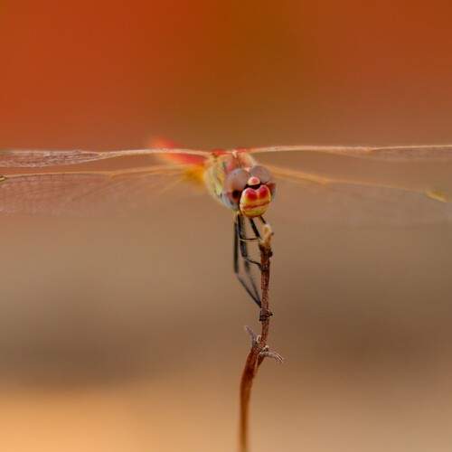 Photo #12510904