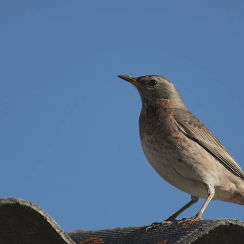 Photo #12511726
