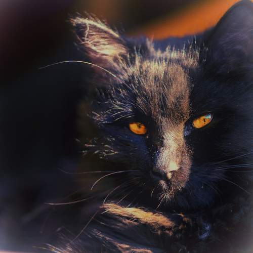 Photo #12512130