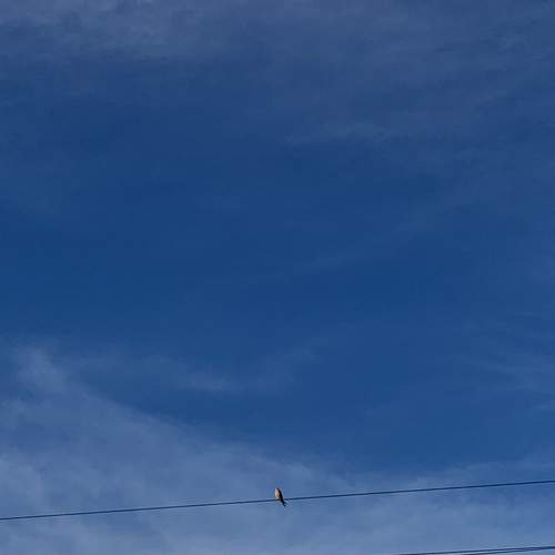 Photo #12512619