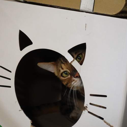 Photo #12514585