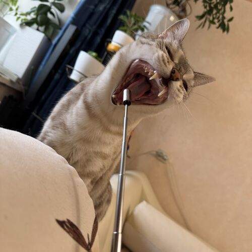 Photo #12514586
