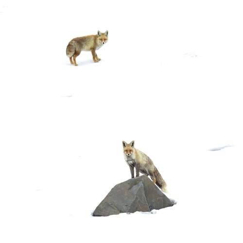 Wildlife is beautiful