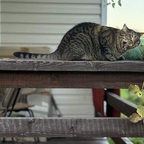 Photo #12516729