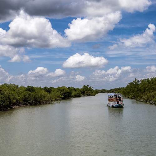The cruise among mangroves forests