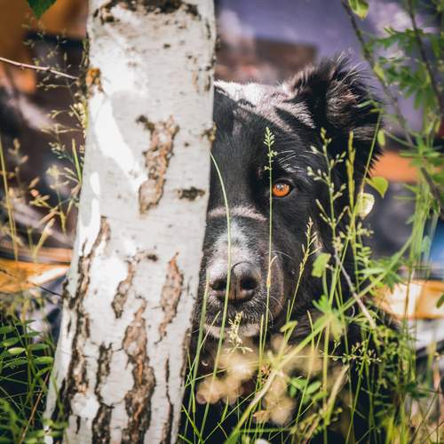 Photo #12517923