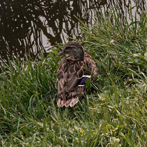 Photo #12517931
