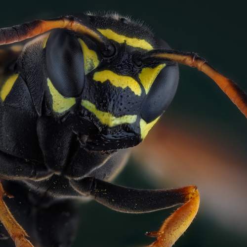 Фотография #12518285