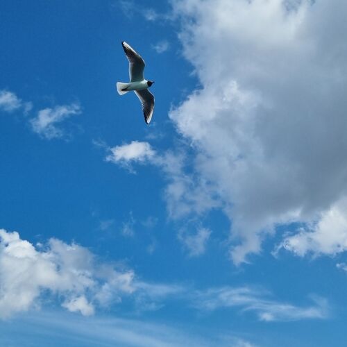 Photo #12518445