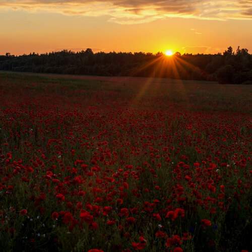 Photo #12518820