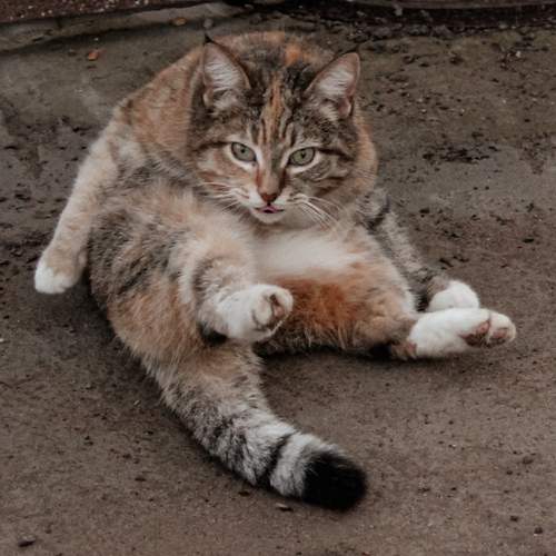 Photo #12519264