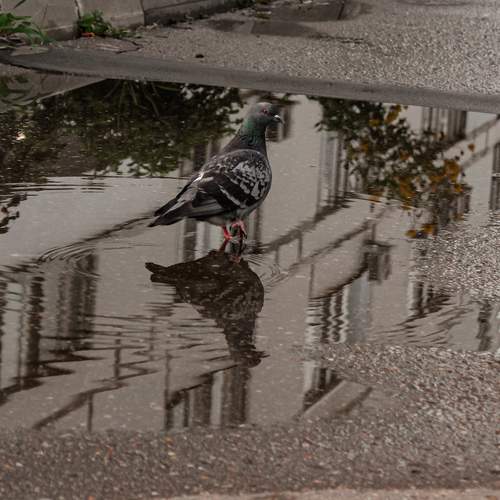 Photo #12519265