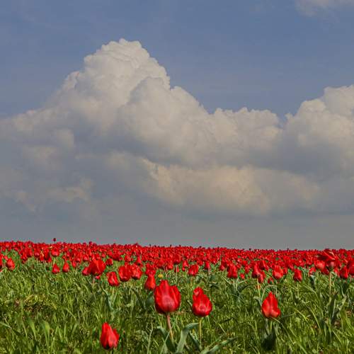Photo #12520272