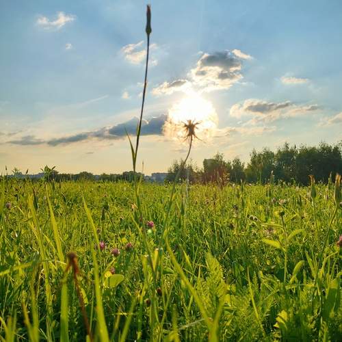 Photo #12520743
