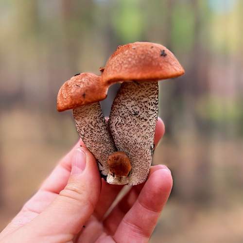 Photo #12521287