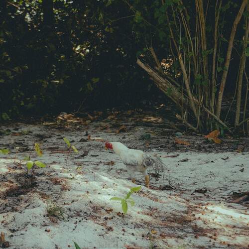 Photo #12522021