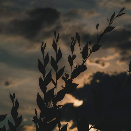Photo #12522219