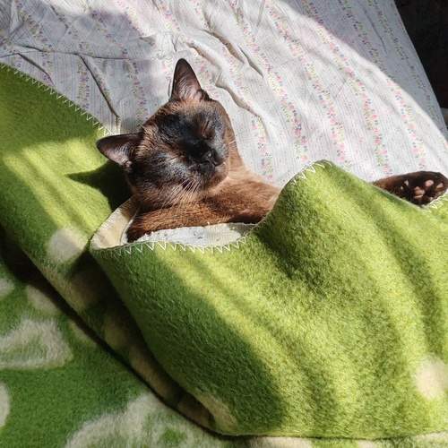Photo #12523840