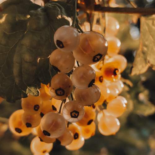 Photo #12524307