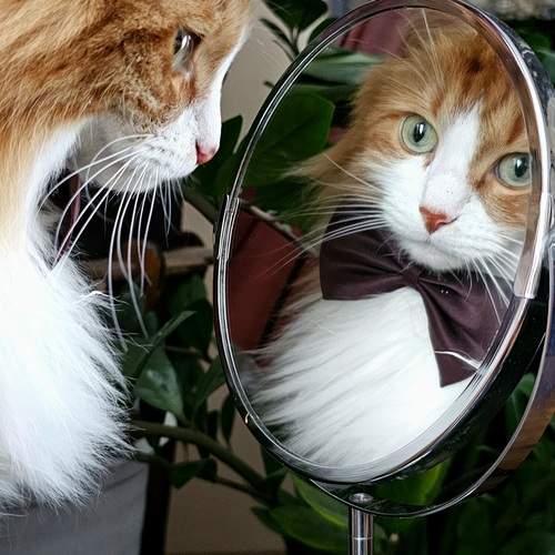 Photo #12524702