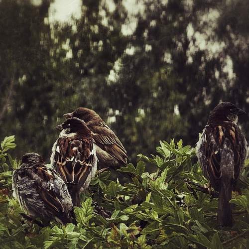 Photo #12524704