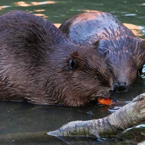 Photo #12524964