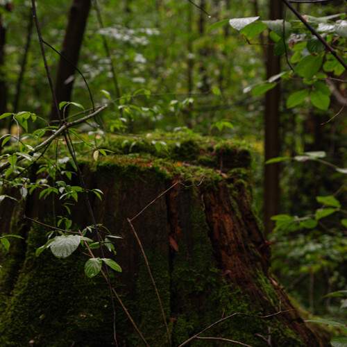 Photo #12525275