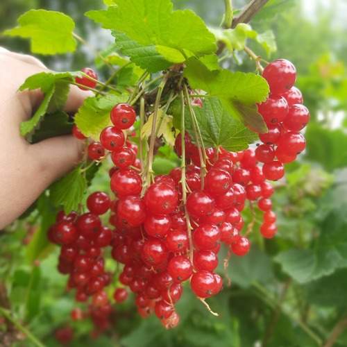 Photo #12529958