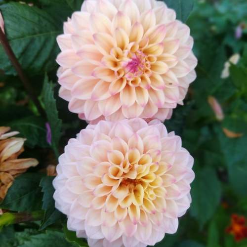 Photo #12530073