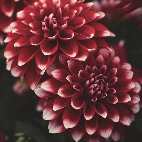 Photo #12530164