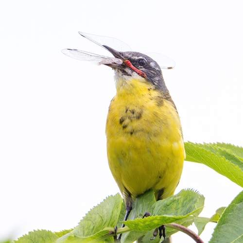 Photo #12530209