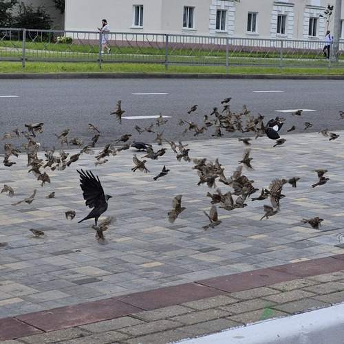 Photo #12530324
