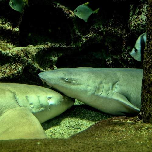 Photo #12530433