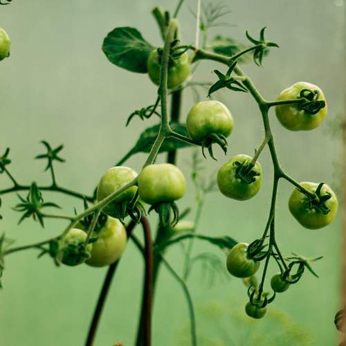 Photo #12530820