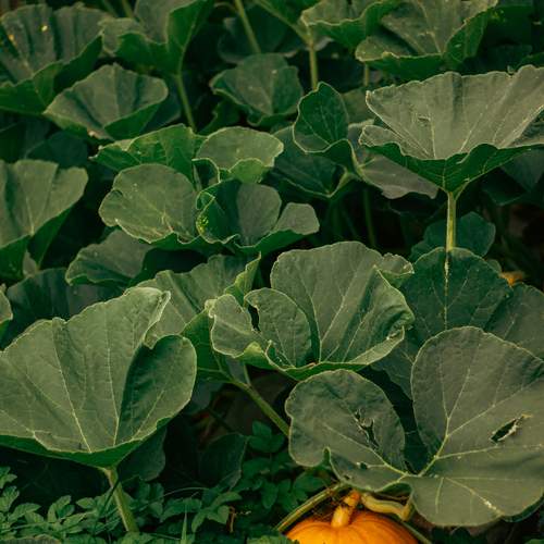 Photo #12530824
