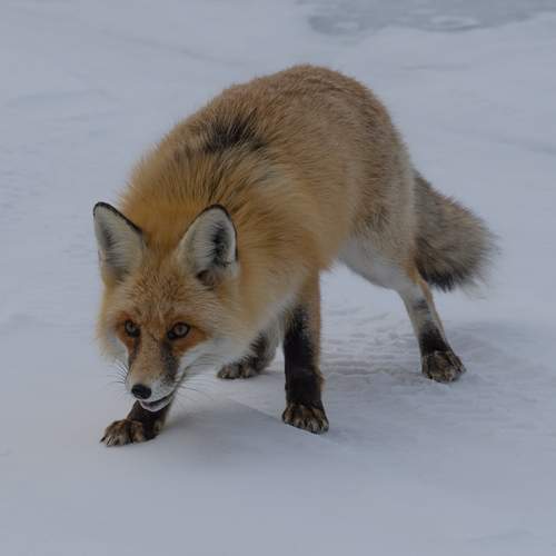 Photo #12531707