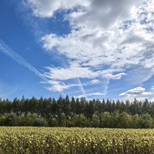 Photo #12532199