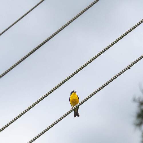 Photo #12532355