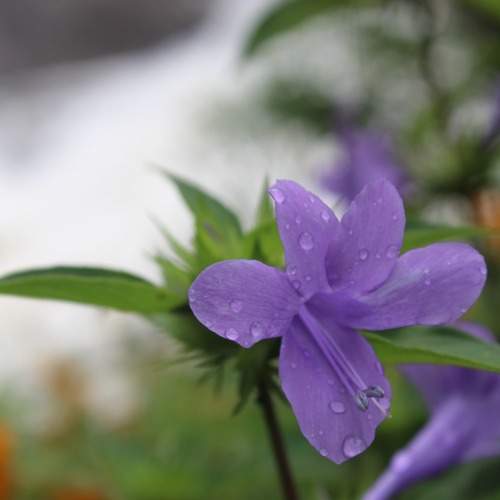 Photo #12533372