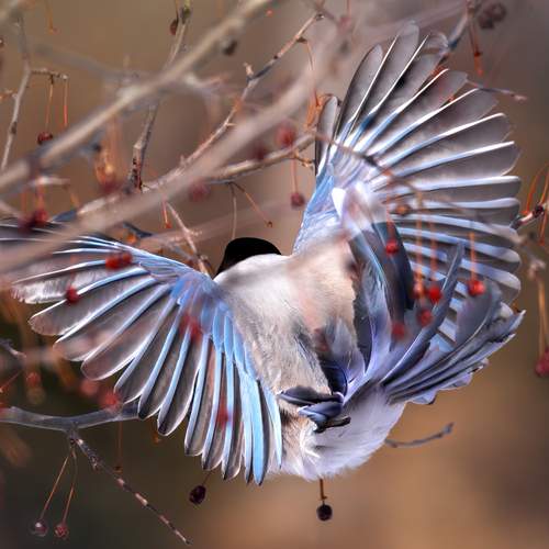 Голубая сорока, Cyanopica cyanus