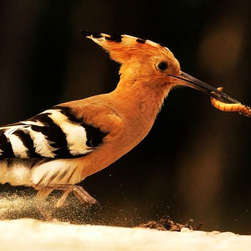 Hoopoe Food Run