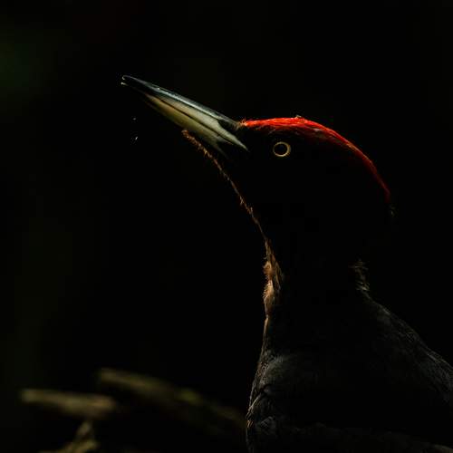 Black Woodpecker