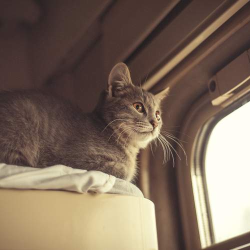 Photo #12535121